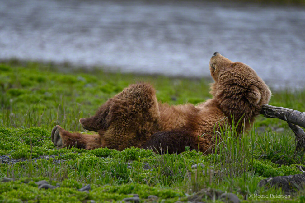 How to Get the Shot in Wildlife Photography | ProGrade Digital
