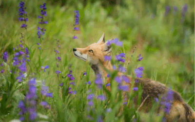 Beginner’s Guide to Wildlife Photography
