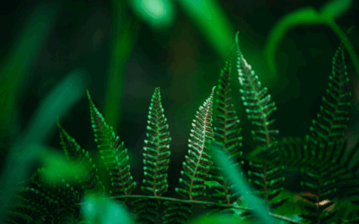 The Psychology of Colors in Photography: Influence and Interpretation