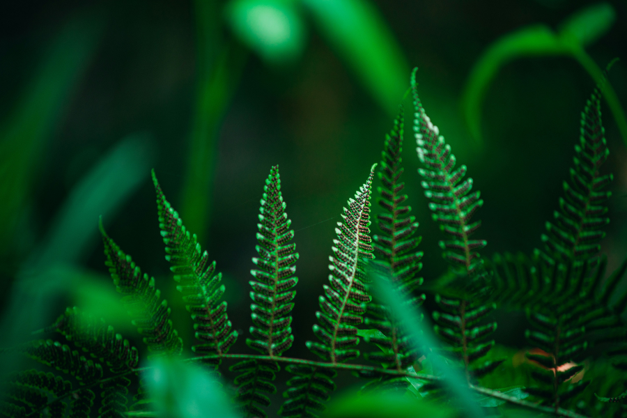 The Psychology of Colors in Photography: Influence and Interpretation