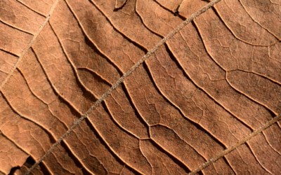The Art of Macro Abstract Photography