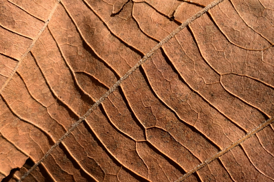 The Art of Macro Abstract Photography